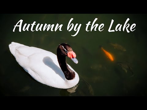 Autumn by the Lake - Sad Cinematic Background Music Video [@WonderShots ]