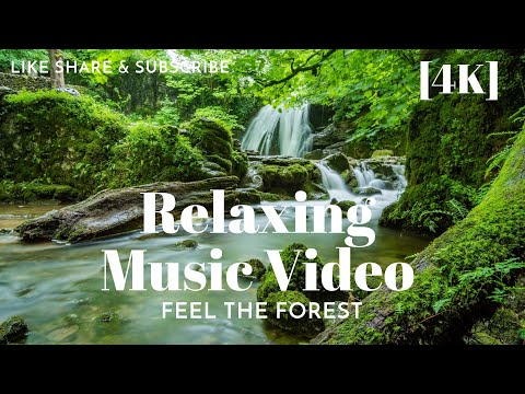 Stress Buster Relaxing Music Video for Peace of Mind [Forest Edition]