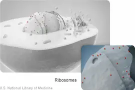 कोशिका ribosomes