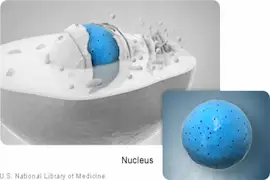 nucleus - कोशिका