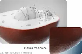 कोशिका plasma membrane