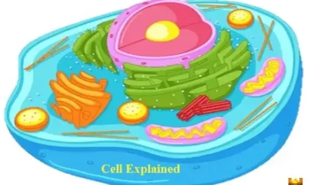 कोशिका [Cell] परिभाषा, संरचना व भाग। सचित्र व्याख्या