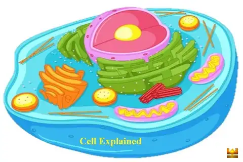 कोशिका [Cell] : परिभाषा, संरचना व इसके भाग [सचित्र व्याख्या]