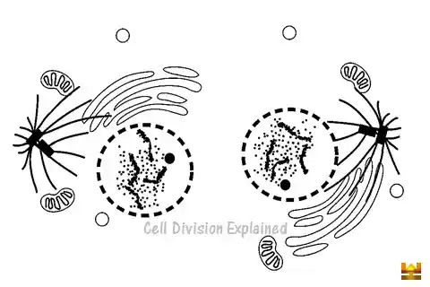 कोशिका विभाजन [Cell Division] – क्या, कब व कैसे? [Facts]