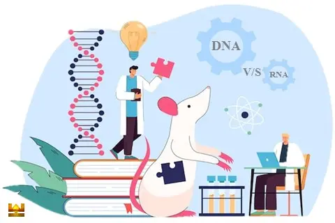 डीएनए और आरएनए [DNA and RNA] : अंतर एवं समानताएं